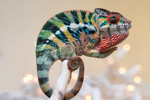 Holdbacks/Individuals: Ambilobe offspring from "Roborobo-ony" (AKA Flaming River) x "Mandiso-ranoray" (Miss Universe) - Hatched Sept 2025 - Male #4