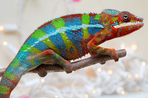 Holdbacks/Individuals: Ambilobe offspring from "Roborobo-ony" (AKA Flaming River) x "Mandiso-ranoray" (Miss Universe) - Hatched Sept 2025 - Male #7