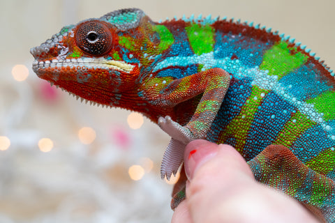 Holdbacks/Individuals: Ambilobe offspring from "Roborobo-ony" (AKA Flaming River) x "Mandiso-ranoray" (Miss Universe) - Hatched Sept 2025 - Male #7