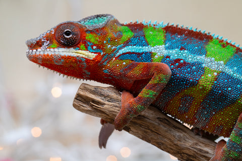 Holdbacks/Individuals: Ambilobe offspring from "Roborobo-ony" (AKA Flaming River) x "Mandiso-ranoray" (Miss Universe) - Hatched Sept 2025 - Male #7