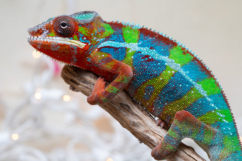 Holdbacks/Individuals: Ambilobe offspring from "Roborobo-ony" (AKA Flaming River) x "Mandiso-ranoray" (Miss Universe) - Hatched Sept 2025 - Male #7