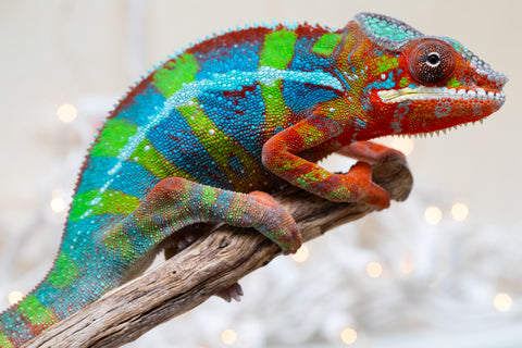 Holdbacks/Individuals: Ambilobe offspring from "Roborobo-ony" (AKA Flaming River) x "Mandiso-ranoray" (Miss Universe) - Hatched Sept 2025 - Male #7