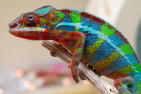 Holdbacks/Individuals: Ambilobe offspring from "Roborobo-ony" (AKA Flaming River) x "Mandiso-ranoray" (Miss Universe) - Hatched Sept 2025 - Male #7