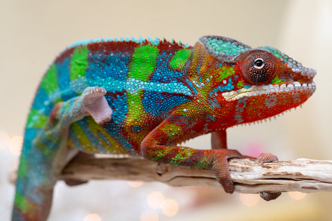 Holdbacks/Individuals: Ambilobe offspring from "Roborobo-ony" (AKA Flaming River) x "Mandiso-ranoray" (Miss Universe) - Hatched Sept 2025 - Male #7