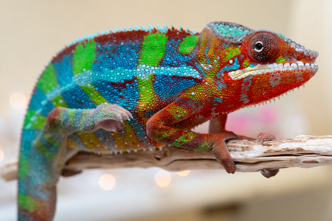 Holdbacks/Individuals: Ambilobe offspring from "Roborobo-ony" (AKA Flaming River) x "Mandiso-ranoray" (Miss Universe) - Hatched Sept 2025 - Male #7