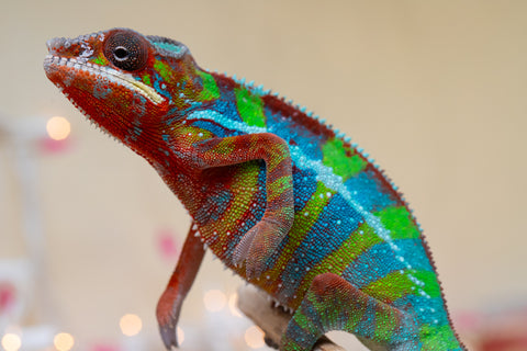 Holdbacks/Individuals: Ambilobe offspring from "Roborobo-ony" (AKA Flaming River) x "Mandiso-ranoray" (Miss Universe) - Hatched Sept 2025 - Male #7