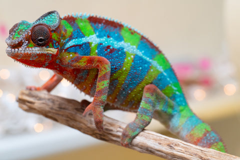 Holdbacks/Individuals: Ambilobe offspring from "Roborobo-ony" (AKA Flaming River) x "Mandiso-ranoray" (Miss Universe) - Hatched Sept 2025 - Male #7