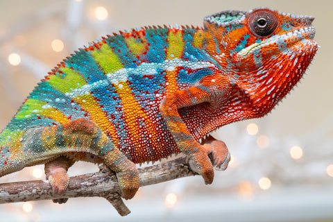 Holdbacks/Individuals: Ambilobe offspring from "Roborobo-ony" (AKA Flaming River) x "Mandiso-ranoray" (Miss Universe) - Hatched Sept 2025 - Male #8