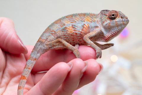 Holdbacks/Individuals: Ambilobe offspring from "Roborobo-ony" (AKA Flaming River) x "Mandiso-ranoray" (Miss Universe) - Hatched Dec 2025 - Male #1