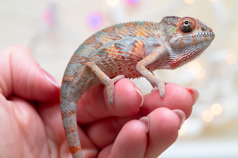 Holdbacks/Individuals: Ambilobe offspring from "Roborobo-ony" (AKA Flaming River) x "Mandiso-ranoray" (Miss Universe) - Hatched Dec 2025 - Male #1