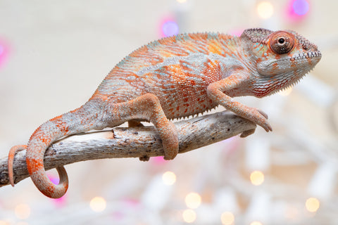 Holdbacks/Individuals: Ambilobe offspring from "Roborobo-ony" (AKA Flaming River) x "Mandiso-ranoray" (Miss Universe) - Hatched Dec 2025 - Male #1