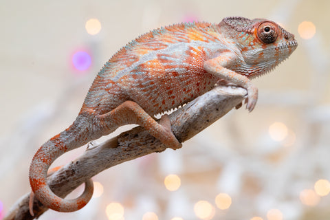 Holdbacks/Individuals: Ambilobe offspring from "Roborobo-ony" (AKA Flaming River) x "Mandiso-ranoray" (Miss Universe) - Hatched Dec 2025 - Male #1