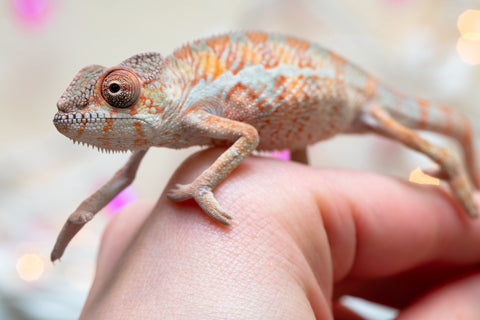 Holdbacks/Individuals: Ambilobe offspring from "Roborobo-ony" (AKA Flaming River) x "Mandiso-ranoray" (Miss Universe) - Hatched Dec 2025 - Male #1