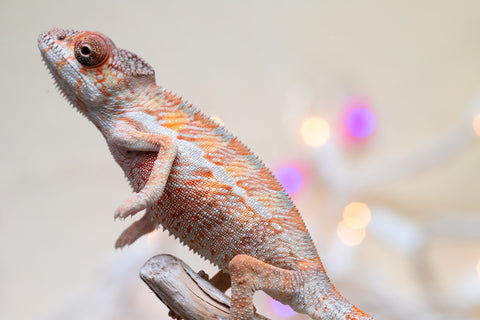 Holdbacks/Individuals: Ambilobe offspring from "Roborobo-ony" (AKA Flaming River) x "Mandiso-ranoray" (Miss Universe) - Hatched Dec 2025 - Male #1