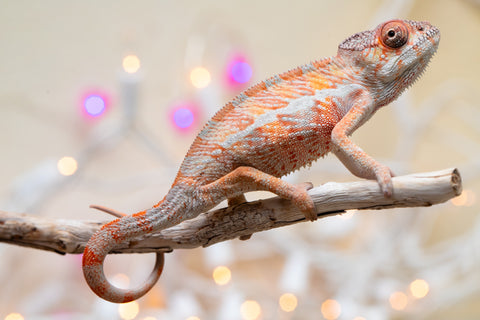 Holdbacks/Individuals: Ambilobe offspring from "Roborobo-ony" (AKA Flaming River) x "Mandiso-ranoray" (Miss Universe) - Hatched Dec 2025 - Male #1