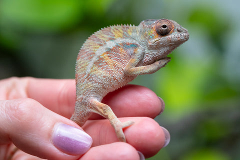 Holdbacks/Individuals: Ambilobe Offspring From "Roborobo-ony" (AKA Flaming River) x "Mena Fitaingenana-lomboka" (AKA Red Riding Hood) - Hatched Jan - Feb 2026 - Male #1