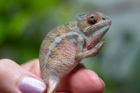 Holdbacks/Individuals: Ambilobe Offspring From "Roborobo-ony" (AKA Flaming River) x "Mena Fitaingenana-lomboka" (AKA Red Riding Hood) - Hatched Jan - Feb 2026 - Male #1