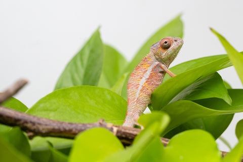 Holdbacks/Individuals: Ambilobe Offspring From "Roborobo-ony" (AKA Flaming River) x "Mena Fitaingenana-lomboka" (AKA Red Riding Hood) - Hatched Jan - Feb 2026 - Male #1