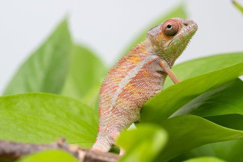Holdbacks/Individuals: Ambilobe Offspring From "Roborobo-ony" (AKA Flaming River) x "Mena Fitaingenana-lomboka" (AKA Red Riding Hood) - Hatched Jan - Feb 2026 - Male #1