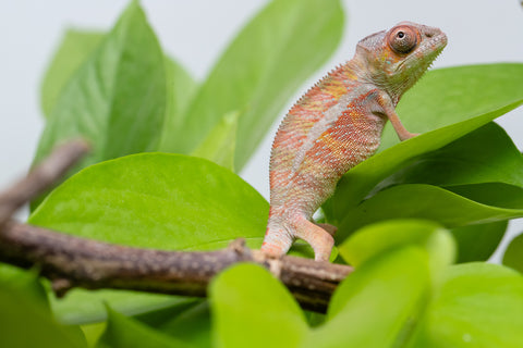 Holdbacks/Individuals: Ambilobe Offspring From "Roborobo-ony" (AKA Flaming River) x "Mena Fitaingenana-lomboka" (AKA Red Riding Hood) - Hatched Jan - Feb 2026 - Male #1