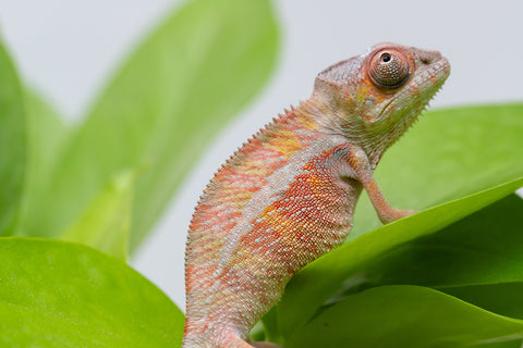Holdbacks/Individuals: Ambilobe Offspring From "Roborobo-ony" (AKA Flaming River) x "Mena Fitaingenana-lomboka" (AKA Red Riding Hood) - Hatched Jan - Feb 2026 - Male #1