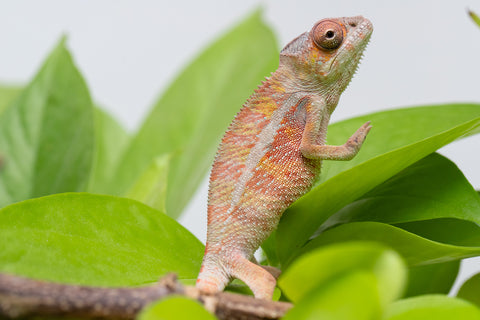 Holdbacks/Individuals: Ambilobe Offspring From "Roborobo-ony" (AKA Flaming River) x "Mena Fitaingenana-lomboka" (AKA Red Riding Hood) - Hatched Jan - Feb 2026 - Male #1