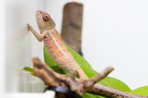 Holdbacks/Individuals: Ambilobe Offspring From "Roborobo-ony" (AKA Flaming River) x "Mena Fitaingenana-lomboka" (AKA Red Riding Hood) - Hatched Jan - Feb 2026 - Male #1