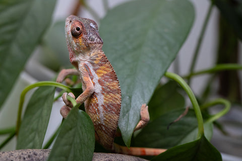 Holdbacks/Individuals: Ambilobe Offspring From "Roborobo-ony" (AKA Flaming River) x "Mena Fitaingenana-lomboka" (AKA Red Riding Hood) - Hatched Jan - Feb 2026 - Male #1