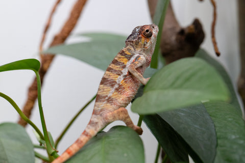 Holdbacks/Individuals: Ambilobe Offspring From "Roborobo-ony" (AKA Flaming River) x "Mena Fitaingenana-lomboka" (AKA Red Riding Hood) - Hatched Jan - Feb 2026 - Male #1