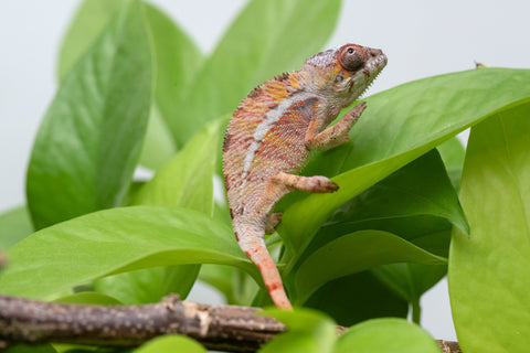 Holdbacks/Individuals: Ambilobe Offspring From "Roborobo-ony" (AKA Flaming River) x "Mena Fitaingenana-lomboka" (AKA Red Riding Hood) - Hatched Jan - Feb 2026 - Male #1