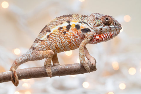 Holdbacks/Individuals: Ambilobe Offspring From "Roborobo-ony" (AKA Flaming River) x "Mena Fitaingenana-lomboka" (AKA Red Riding Hood) - Hatched Dec 2025 - Female #1