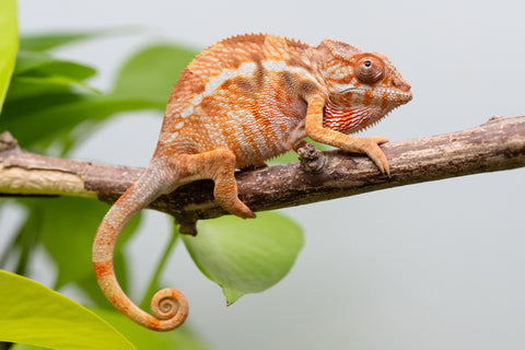 Holdbacks/Individuals: Ambilobe Offspring From "Roborobo-ony" (AKA Flaming River) x "Mena Fitaingenana-lomboka" (AKA Red Riding Hood) - Hatched Dec 2025 - Female #2