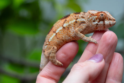 Holdbacks/Individuals: Ambilobe Offspring From "Roborobo-ony" (AKA Flaming River) x "Mena Fitaingenana-lomboka" (AKA Red Riding Hood) - Hatched Dec 2025 - Female #3