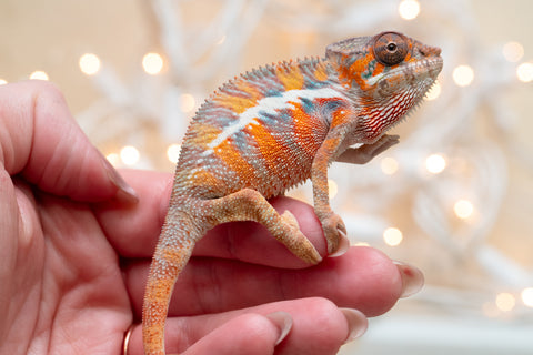 Holdbacks/Individuals: Ambilobe offspring from "Roborobo-ony" (AKA Flaming River) x "Mena Fitaingenana-lomboka" (AKA Red Riding Hood) - Hatched Dec 2025 - Male #1