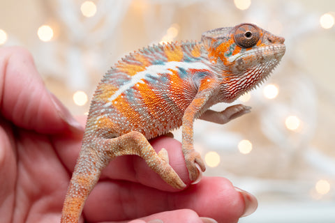 Holdbacks/Individuals: Ambilobe offspring from "Roborobo-ony" (AKA Flaming River) x "Mena Fitaingenana-lomboka" (AKA Red Riding Hood) - Hatched Dec 2025 - Male #1