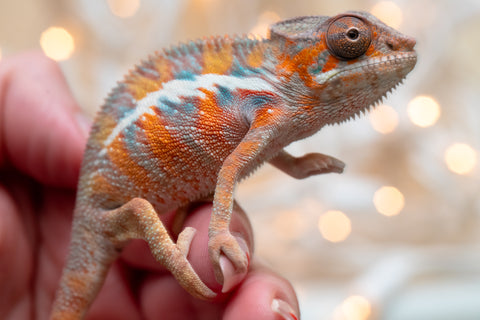 Holdbacks/Individuals: Ambilobe offspring from "Roborobo-ony" (AKA Flaming River) x "Mena Fitaingenana-lomboka" (AKA Red Riding Hood) - Hatched Dec 2025 - Male #1