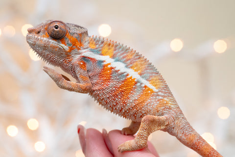 Holdbacks/Individuals: Ambilobe offspring from "Roborobo-ony" (AKA Flaming River) x "Mena Fitaingenana-lomboka" (AKA Red Riding Hood) - Hatched Dec 2025 - Male #1