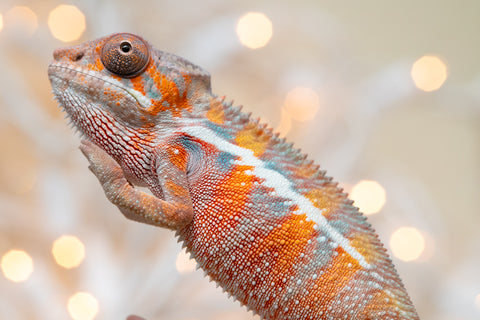 Holdbacks/Individuals: Ambilobe offspring from "Roborobo-ony" (AKA Flaming River) x "Mena Fitaingenana-lomboka" (AKA Red Riding Hood) - Hatched Dec 2025 - Male #1