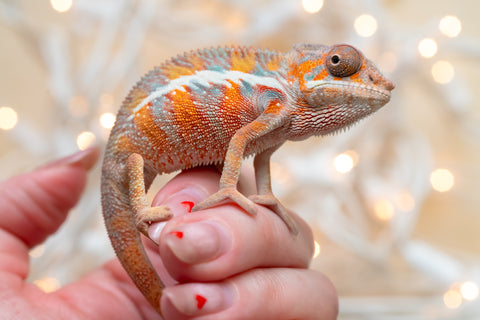 Holdbacks/Individuals: Ambilobe offspring from "Roborobo-ony" (AKA Flaming River) x "Mena Fitaingenana-lomboka" (AKA Red Riding Hood) - Hatched Dec 2025 - Male #1