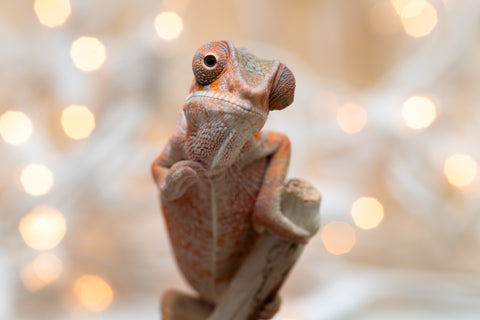 Holdbacks/Individuals: Ambilobe offspring from "Roborobo-ony" (AKA Flaming River) x "Mena Fitaingenana-lomboka" (AKA Red Riding Hood) - Hatched Dec 2025 - Male #1