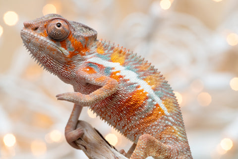 Holdbacks/Individuals: Ambilobe offspring from "Roborobo-ony" (AKA Flaming River) x "Mena Fitaingenana-lomboka" (AKA Red Riding Hood) - Hatched Dec 2025 - Male #1