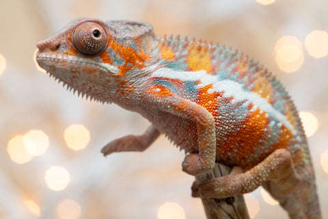 Holdbacks/Individuals: Ambilobe offspring from "Roborobo-ony" (AKA Flaming River) x "Mena Fitaingenana-lomboka" (AKA Red Riding Hood) - Hatched Dec 2025 - Male #1