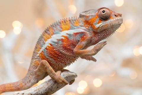 Holdbacks/Individuals: Ambilobe offspring from "Roborobo-ony" (AKA Flaming River) x "Mena Fitaingenana-lomboka" (AKA Red Riding Hood) - Hatched Dec 2025 - Male #1