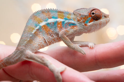 Holdbacks/Individuals: Ambilobe offspring from "Roborobo-ony" (AKA Flaming River) x "Mena Fitaingenana-lomboka" (AKA Red Riding Hood) - Hatched Dec 2025 - Male #2