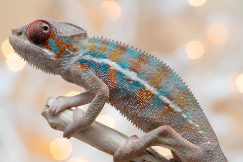 Holdbacks/Individuals: Ambilobe offspring from "Roborobo-ony" (AKA Flaming River) x "Mena Fitaingenana-lomboka" (AKA Red Riding Hood) - Hatched Dec 2025 - Male #2