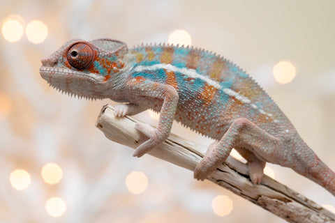 Holdbacks/Individuals: Ambilobe offspring from "Roborobo-ony" (AKA Flaming River) x "Mena Fitaingenana-lomboka" (AKA Red Riding Hood) - Hatched Dec 2025 - Male #2