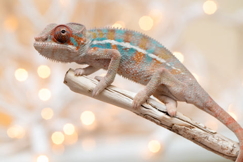 Holdbacks/Individuals: Ambilobe offspring from "Roborobo-ony" (AKA Flaming River) x "Mena Fitaingenana-lomboka" (AKA Red Riding Hood) - Hatched Dec 2025 - Male #2