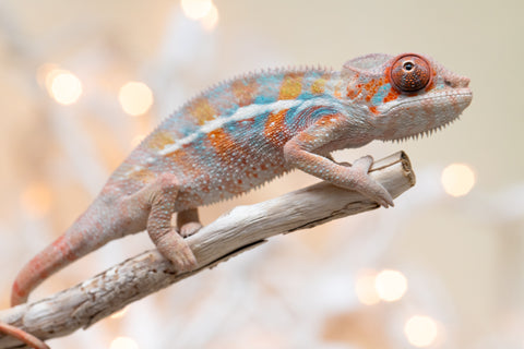 Holdbacks/Individuals: Ambilobe offspring from "Roborobo-ony" (AKA Flaming River) x "Mena Fitaingenana-lomboka" (AKA Red Riding Hood) - Hatched Dec 2025 - Male #2