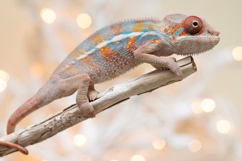 Holdbacks/Individuals: Ambilobe offspring from "Roborobo-ony" (AKA Flaming River) x "Mena Fitaingenana-lomboka" (AKA Red Riding Hood) - Hatched Dec 2025 - Male #2