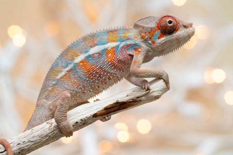 Holdbacks/Individuals: Ambilobe offspring from "Roborobo-ony" (AKA Flaming River) x "Mena Fitaingenana-lomboka" (AKA Red Riding Hood) - Hatched Dec 2025 - Male #2